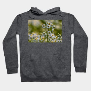 English Wild Flowers - Chamomile Hoodie